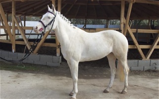 19 Year Old Dun Cremello Pony Mare Other breeds for Albany, KY
